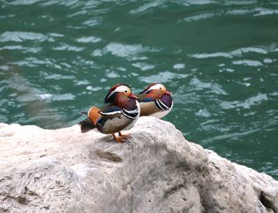 湖北堵河源：成群鸳鸯戏清波 