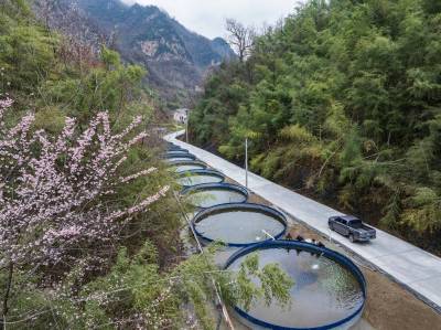 深山冷水鱼 游出致富路
