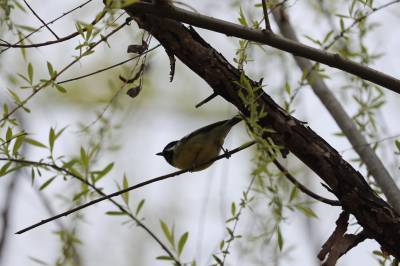 十堰郧阳：山雀柳林闹春风