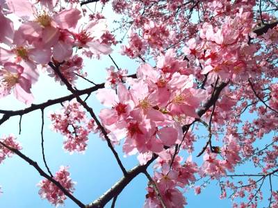 谷城：樱漫老君山 春满樱花谷