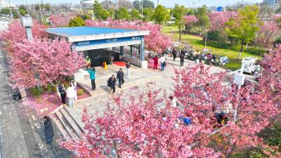 樱花开满地铁出站口 