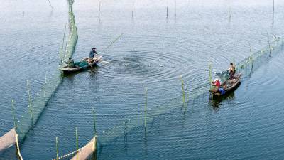 浠水：春捕鱼苗忙 产业兴水乡