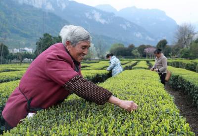 湖北秭归：春分将至采茶忙