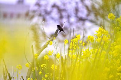 郧阳：春日鸟趣