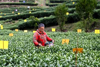 湖北通城：生态茶园采茶忙（客户端采稿）