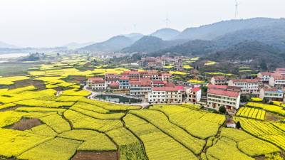 武穴：油菜花海铺就美丽乡村新画卷