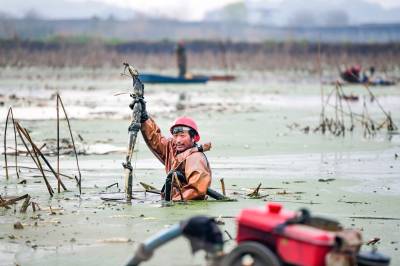 浠水：春日采藕忙
