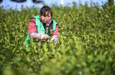 湖北保康：春分时节采茶忙