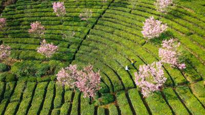 英山：农旅融合绘就春日新景