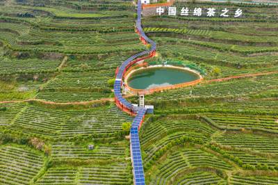 茶园里的光伏廊道