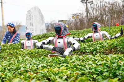  英山：机器人体验采春茶