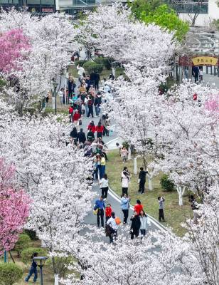 校园开放 共赏樱花