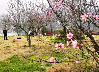 巴东：春花朵朵芬芳俏 心花怒放欢歌笑