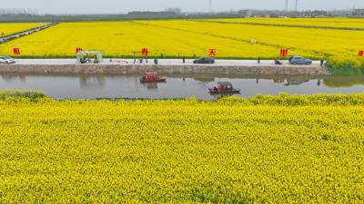 新洲涨渡湖：以花为媒促振兴