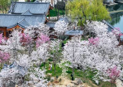 “赏花游”激活“春日经济”