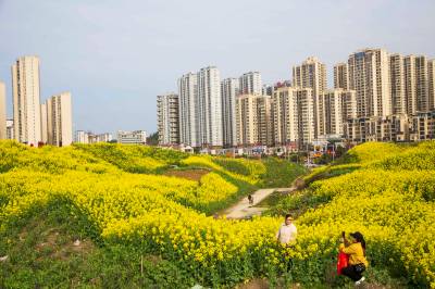 湖北利川市：城郊花海引人入胜