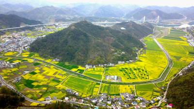 湖北十堰：油菜花海享春光 农旅融合促增收