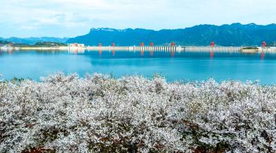 湖北秭归：三峡春意浓