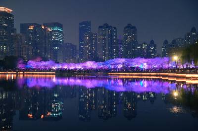 西北湖夜樱盛放 流光映湖醉江城