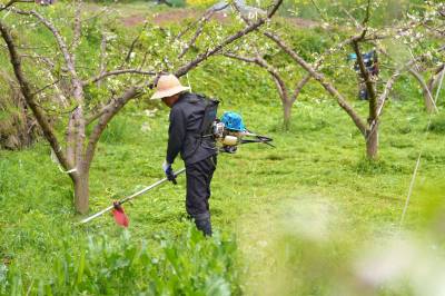 湖北巴东：千亩梯田李园春管忙 
