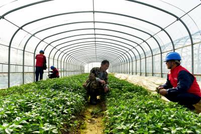 服务大棚育苗用电