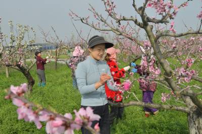 桃花朵朵开 果农授粉忙