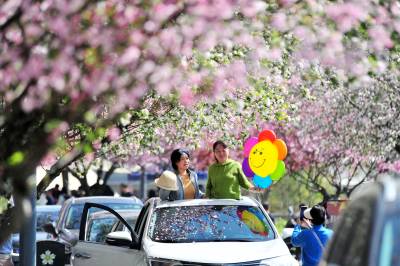 宜昌：花间享春光