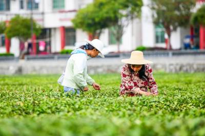  英山：采摘明前茶