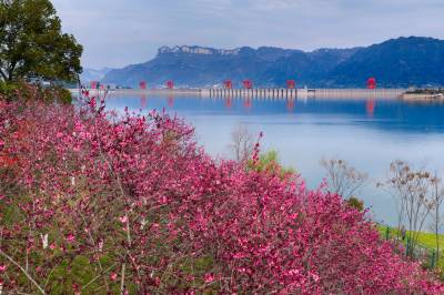 三峡库岸春花开