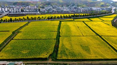 春日乡村 田园如画