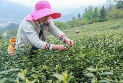 湖北秭归：茶叶新品开采 带动城乡就业