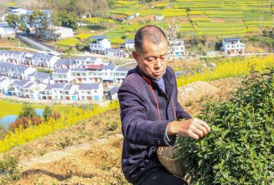 竹溪：茶农采摘明前春茶好增收