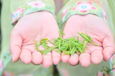 竹山县茶园里普及茶文化