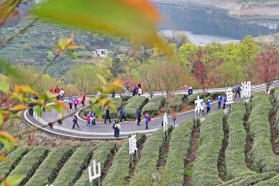 农旅融合， 茶园变公园