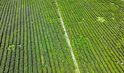 竹溪32万亩茶园进入采摘旺季