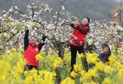 湖北荆门：梨园春管忙
