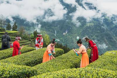 湖北恩施：百名村花为家乡春茶“代言”（客户端采稿）