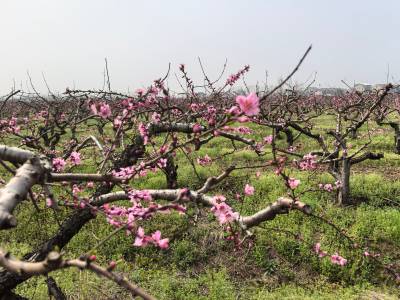 分水镇：1.5万株桃花竞相绽放 绘就清廉乡村新画卷