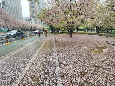 武汉市江汉区汉口西北湖早樱花瓣飘落也很美