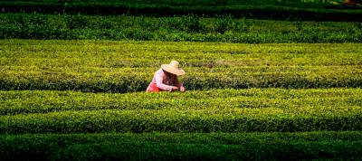 高山明前茶采摘忙