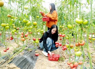 番茄采摘乐游客