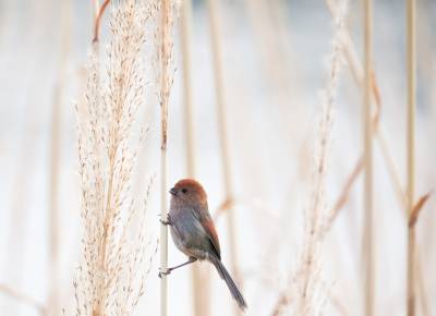 竹山堵河流域现棕头鸦雀踪迹