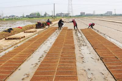 枝江：流水线作业育秧忙