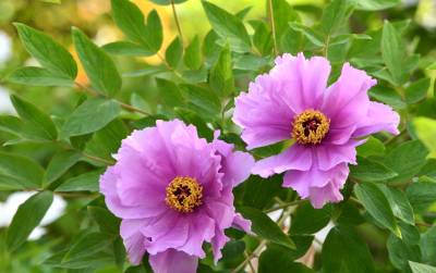 湖北保康：牡丹花开迎客来