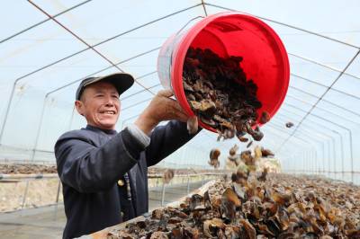 房县：采收黑木耳