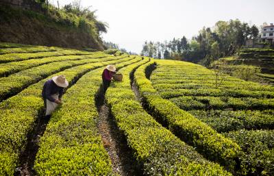 湖北秭归：抢采明前茶