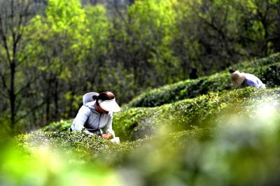 湖北保康：明前茶飘香  茶农采茶忙