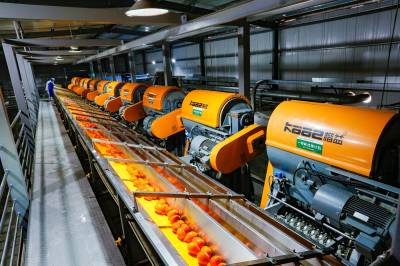 农业龙头企业抢时间加工春橙助力橙农增收