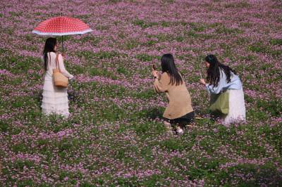 紫云英花开成海  市民周末赏花忙