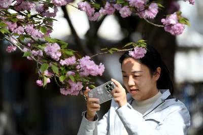湖北保康：樱花盛开醉游人